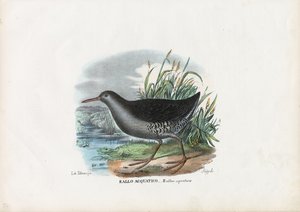 Rascón, 1863-79 de Raimundo Petraroja
